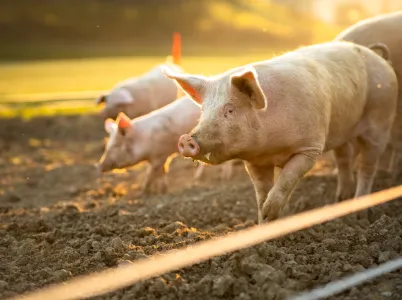Pigs on farm